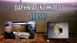 How I Raise Daphnia Water Fleas And You Can Too [upl. by Sydalg643]