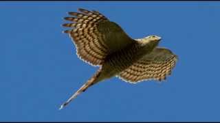 Sparrowhawk Bird Call Bird Song [upl. by Jasmine874]