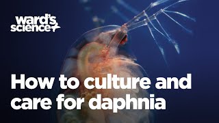 Caring and Culturing for Daphnia [upl. by Nnylyma]