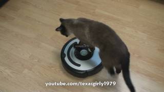 Cat shows HOW TO use iRobot Roomba Vacuum [upl. by Ashlie]