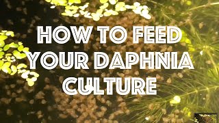 How To Feed Your Daphnia Culture [upl. by Shena825]