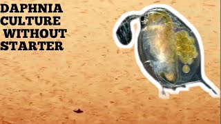 HOW TO CULTURE DAPHNIA NATURALLY WITHOUT A STARTER [upl. by Kironde]