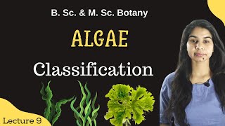 Algae classification  Part3  in Hindi  Botany  B Sc amp M Sc [upl. by Dabbs465]