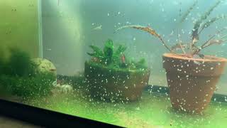 Daphnia Culturing Snails or no snails [upl. by Sanoj]