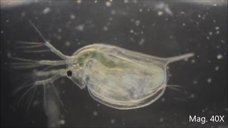 Daphnia magna under the Microscope [upl. by Downe757]