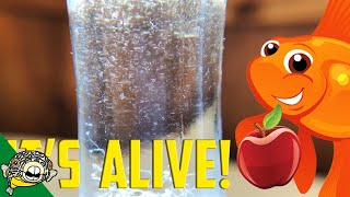 How to culture Vinegar Eels The EASY Way Live Fish Food [upl. by Alethia127]