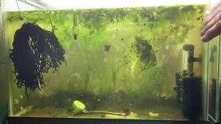 Scuds Daphnia Cherry Shrimp Copepods My aquatic food culture [upl. by Yekciv]