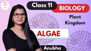 Class 11  Algae Plant Kingdom  NCERT [upl. by Tierney]