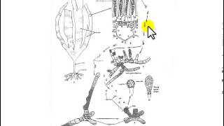 Laminaria life cycle [upl. by Enoved]