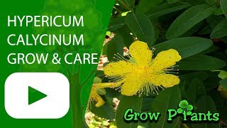 Hypericum calycinum  grow amp care [upl. by Amsirp]