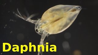 Daphnia [upl. by Hnahym56]