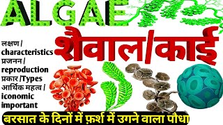 algae  शैवाल क्या है classification of algae शैवाल का आर्थिक महत्व शैवाल का वर्गीकरण [upl. by Ynehpets]