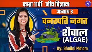 शैवाल Algae L 1  वनस्पति जगत  Class 11th Biology Chapter 3 by Shalini Maam  Hindi Medium [upl. by Adnol560]