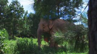 Home amp Herd  The Elephant Sanctuary in Tennessee [upl. by Chase]