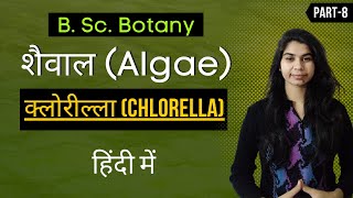 Algae in Hindi  क्लोरील्ला Chlorella  Botany [upl. by Maurita494]