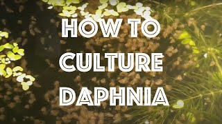 How To Culture Daphnia Magna [upl. by Tareyn]