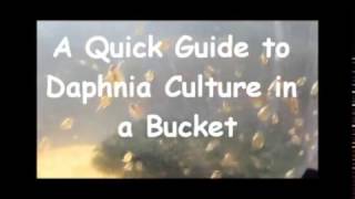 How to culture daphnia outside [upl. by Korwun]