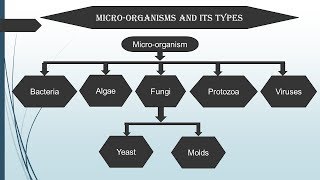 Introduction to Microbiology in Hindi  Microbiology with Sumi [upl. by Odarbil]