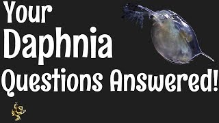 Daphnia Questions Answered [upl. by Amos]