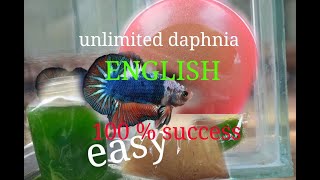 daphnia moina culture Easy way Unlimited production English  with sub Green water Chlorella [upl. by Catina]