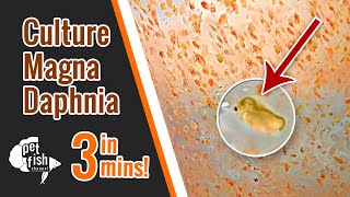 How to culture DAPHNIA MAGNA  The easy way [upl. by Sabir869]