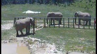 LIVE Elephant Sanctuary in Tennessee  The Dodo LIVE [upl. by Atteuqnas]