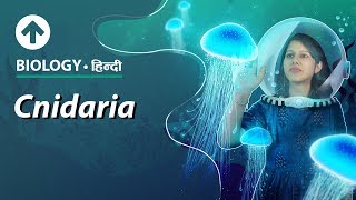 Cnidaria  Hindi  Diversity In Living Organisms  Biology Class 9 [upl. by Di]