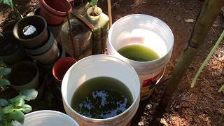 How to grow Green Water Algae [upl. by Narol291]