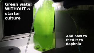 Green Water WITHOUT a Starter Culture  From Scratch  How To [upl. by Vale]