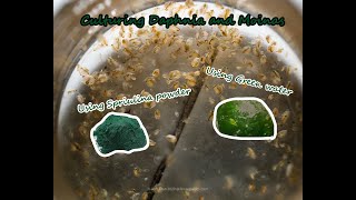 How To Culture Daphnia and Moinas using Green Water Spirulina powder [upl. by Zerdna]