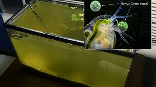 Raising Daphnia for the Freshwater Aquarium [upl. by Jessie]