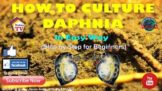 HOW TO CULTURE DAPHNIA In Easy Way [upl. by Leelahk815]